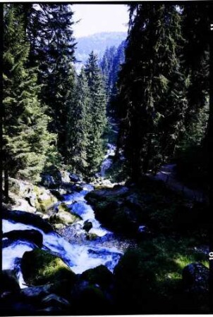 Triberg: Triberger Wasserfälle, hinunter in die Schlucht