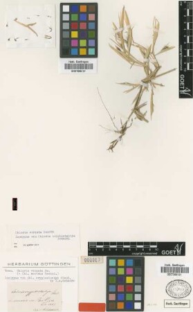 Chloris cryptostachya Steud. [isotype]