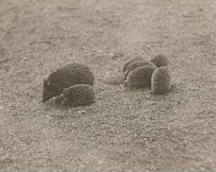 Igel (Erinaceus europaeus L.). Weibchen mit Jungen unterwegs