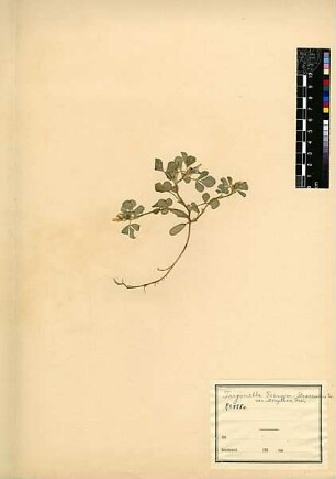 Leguminosae Trigonella Foenum-graecum v. Bertythea Post, George E., George E. Post, M.D. D.D.S., LL.D. Late Professor of Natuarl Sciences of the American Universtity of Beirut