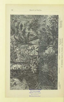 17. Tropischer Urwald in Brasilien (am Maranon)