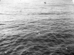 Deutschland. Am Meer. Blick auf die Wasserfläche. Ansicht mit Möwen
