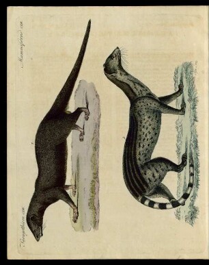 Javanische Raubthiere.