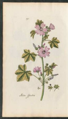 195. Malva Sylvestris