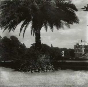 Dresden. Großer Garten. Palme