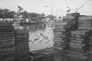 Heiligenhafen: Möwen über den Fischkästen