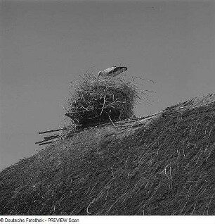 Storchennest auf einem Dach