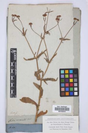 Fedia coronata Vahl