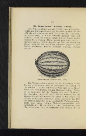 Wassermelone (Königin vin Cuba).