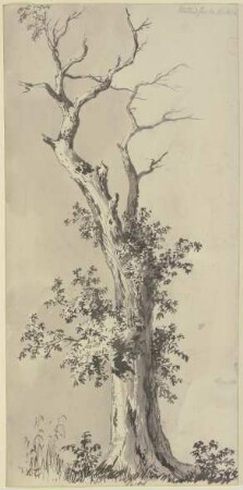 Baum mit kahlem Wipfel