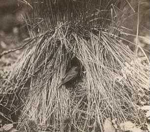 Rotkehlchen (Erithacus rubecula L.) am Nest (im Grasbüschel)