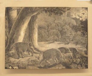 Szene mit Wildschweinen