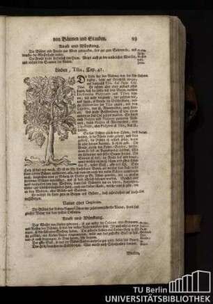 Cap. 41. Linden, Tilia.