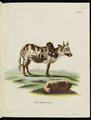 CCXCVIII. Bos indicus Linn.