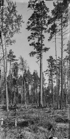 Wald : Blick in einen Hochwald