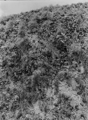 Bodenerosion : Vermutlich aufgrund der spärlichen Vegetation erodierter Boden in der Savanne Tansanias