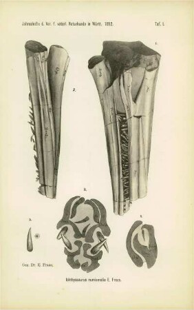 Tafel I: Ichthyosaurus numismalis E. Frass