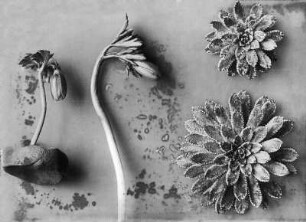 Anemone und Trauben-Steinbrech (Anemone spec. und Saxifraga paniculata), Blütenstand und Rosetten