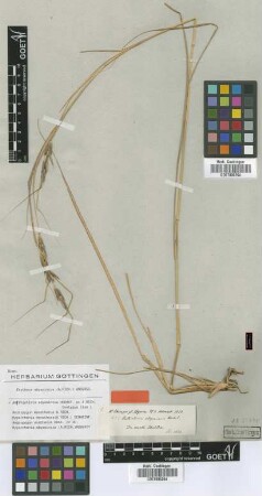 Anthistiria abyssinica Hochst. ex A.Rich [Isosyntype]