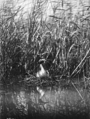Haubentaucher : Haubentaucher (Podiceps cristatus Linnaeus) beim Brüten.