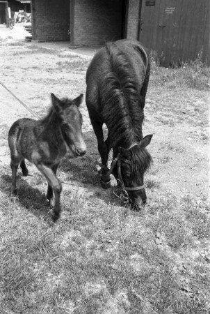 Pony-Nachwuchs im Karlsruher Zoo.