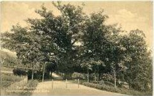 Die Ludwigseiche in Bad Brückenau