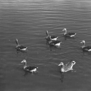 Serie zu: Moritzburg. Graugänse : Moritzburg. Graugänse im Schloßteich