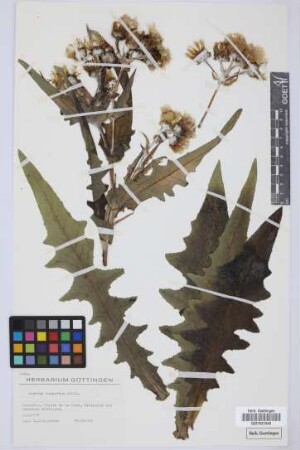 Sonchus congestus Willd.