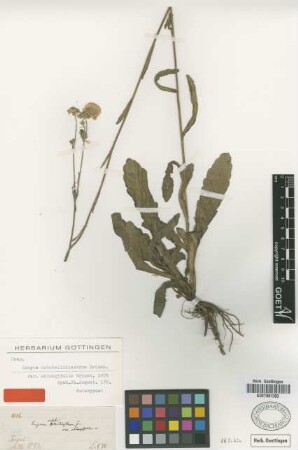 Conyza notobellidiastrum Griseb. var. oblongifolia Griseb.[holotype]