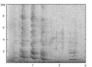 Haushund | Canis lupus f. familiaris - Winseln