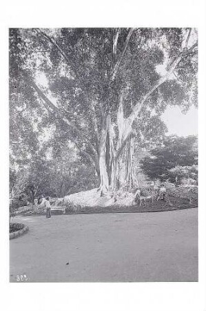 Peradeniya, Sri Lanka. Touristin der Hapag, unter einem Banyanbaum im Botanischen Garten Peradeniya (Royal Botanical Gardens of Peradeniya) posierend