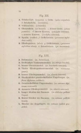 Fig. XII., Fig. XIII.