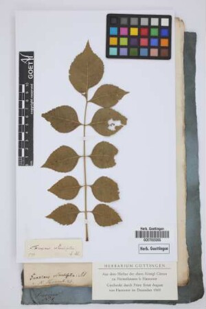 Fraxinus rotundifolia