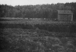 Moor bei München : Geologie | Kohlengeologie | Entstehung der Kohle