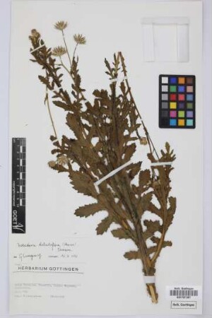 Volutaria tubuliflora (Murb.) Sennen
