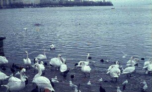 Zürich-See
