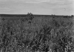 Buschland : Landschaftsaufnahme über ein Gebiet, dass fast ausschließlich von Büschen und Sträuchern bewachsen ist. Nur vereinzelt stehen kleinere Bäume.