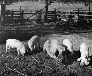 Tiere. Sau mit Ferkeln