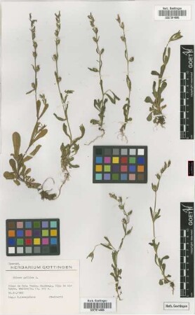 Silene gallica L.