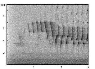 Fitis | Phylloscopus trochilus - Gesang