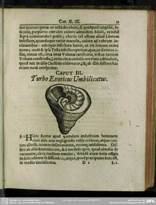 Caput III. Turbo Exoticus Umbilicatus