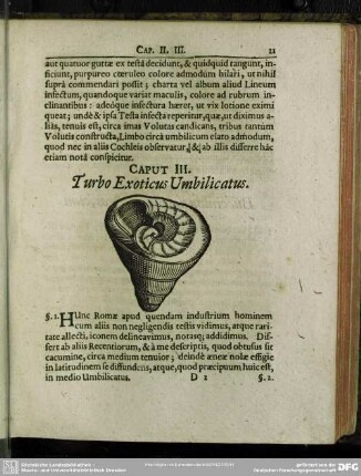 Caput III. Turbo Exoticus Umbilicatus