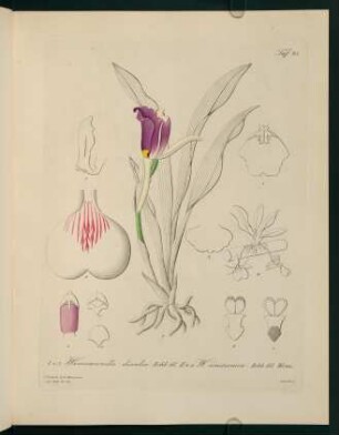 93r-93v, Warscewiczella discolor