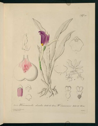 93r-93v, Warscewiczella discolor