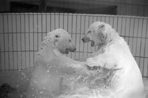 Eisbären im Karlsruher Zoo