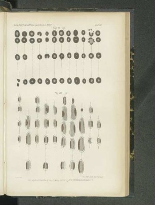 Tafel XV. Fig. 24. - Fig. 25.
