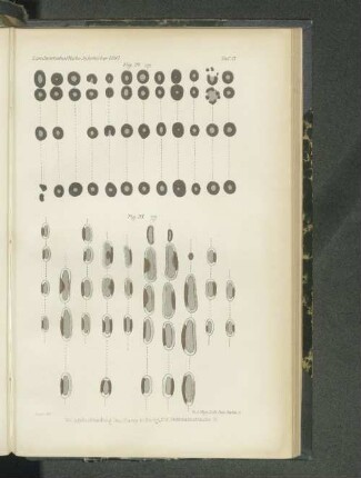Tafel XV. Fig. 24. - Fig. 25.