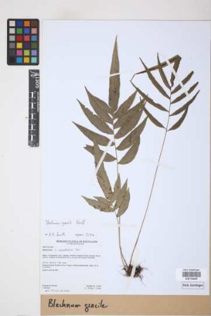 Blechnum gracile Kaulf.