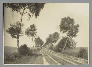 Herbststurm in der Heide : Lüneburger Heide. Birkenweg