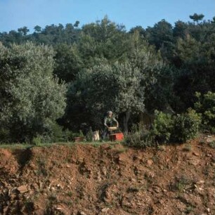Thasos, Potamiá. Wanderimker : Thasos, Potamiá. Wanderimker arbeitet an seinen Bienenstöcken